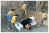 VIDEO: Oso negro ataca a su cuidador durante espectáculo en safari de China