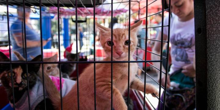 Congreso capitalino prohíbe exhibición de mascotas en jaulas y vitrinas para venta o adopción: ¿A cuánto asciende la multa?
