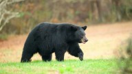 Agents seeking person who illegally killed Louisiana Black Bear
