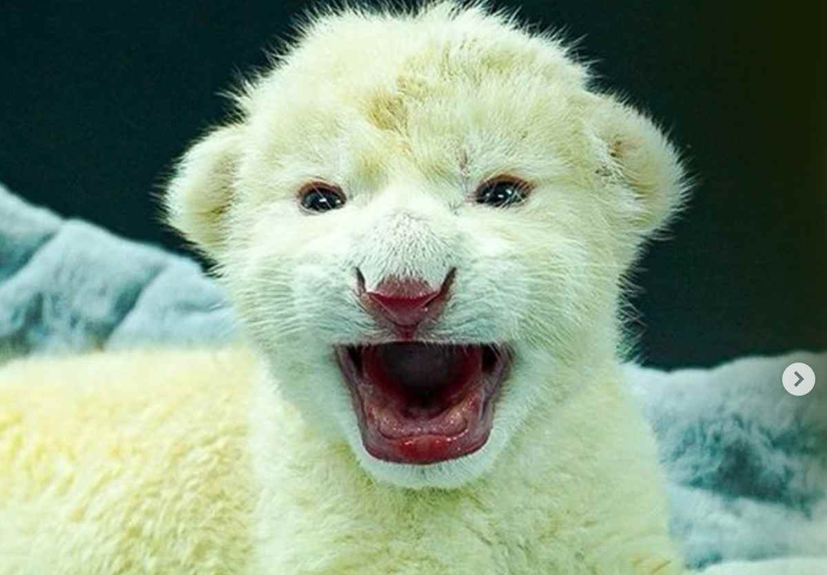 Presentan a cachorros de León Blanco de Timbavati en centro zoológico de Aragua