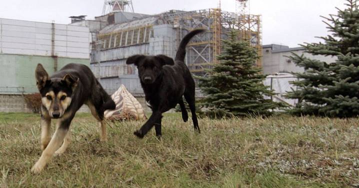 Chernobyl weird mutations include colour-changing frogs and 'rapidly evolving' dogs