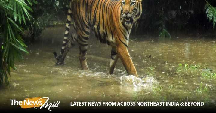 Joint Operation by Forces leads to arrest of international wildlife criminal wanted on Interpol Red Notice