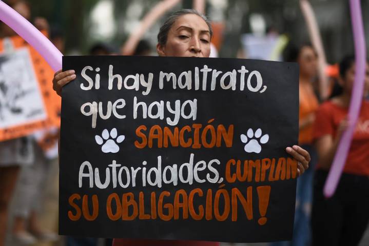 Anuncian sanciones de hasta 900 UMA a los que incurran en maltrato animal en Xalapa