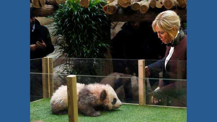 French first lady Brigitte Macron visits an old friend in China: A giant panda called Yuan Meng