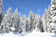 Tu árbol de navidad libre de plagas: Profepa refuerza inspecciones por temporada decembrina