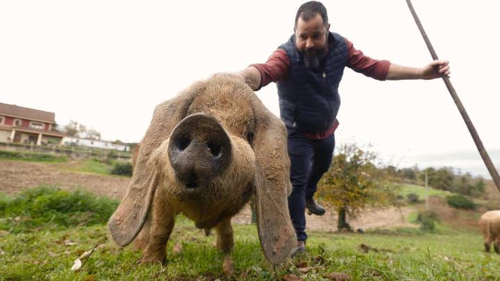 Blindaje asturiano ante la peste porcina: se intensificarán los controles de jabalíes en zonas periurbanas