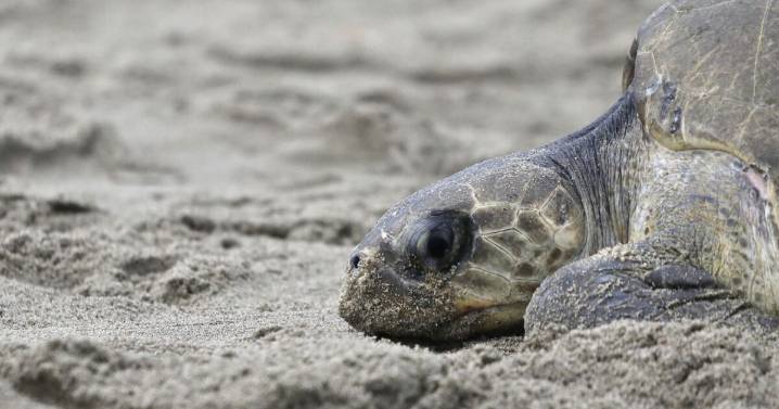 Saqueo de huevos y tráfico ilegal ponen en riesgo a tortugas marinas en México