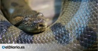 Científicos confirman la “resiliencia” de las anacondas: han sido gigantes durante más de 12 millones de años