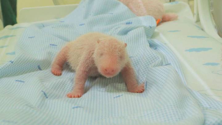 Por primera vez, nació una cría de oso panda en un zoológico de Indonesia