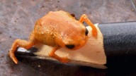 Meet Brachycephalus lulai: The new mini frog paying tribute to Brazil’s President