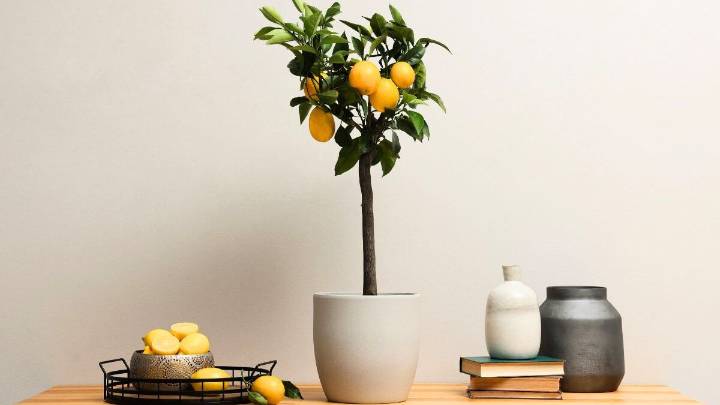 Cuál es el peor lugar de la casa para ubicar un limonero en maceta y dónde colocarlo