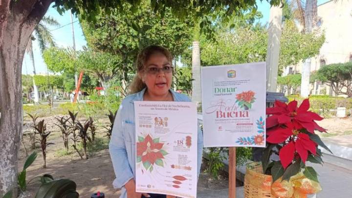 Invitan a donar nochebuenas para adornar plazuelas de Escuinapa