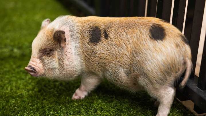 Miami pig pardoned ahead of Christmas Eve. See adorable video