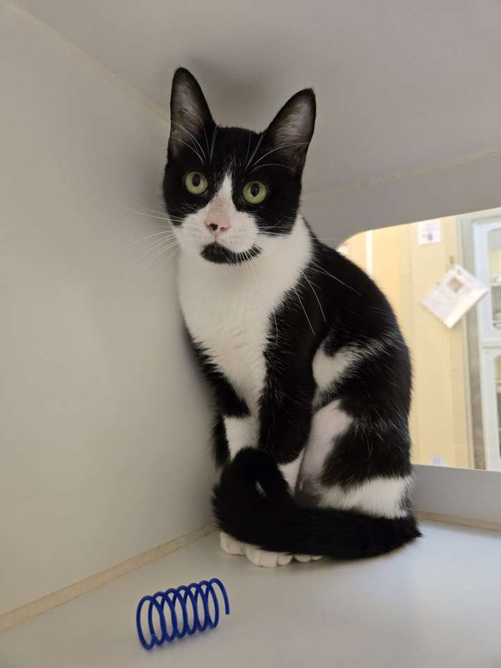 This week’s Galveston County Animal Resource Center Pets of the Week are Cranberry and Cardamom.