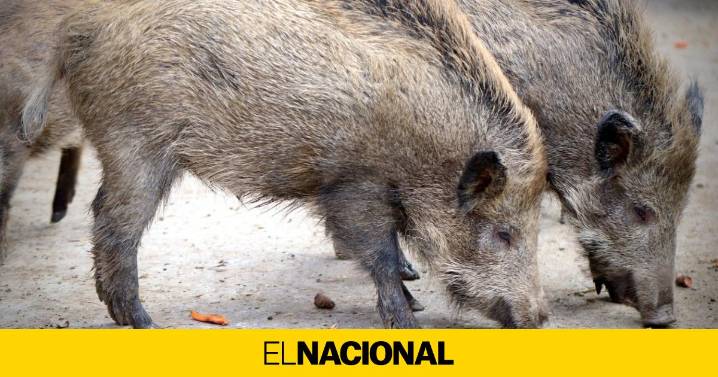 El Ministerio comunica tres nuevos casos de peste porcina en Catalunya y el balance se eleva a 16 positivos