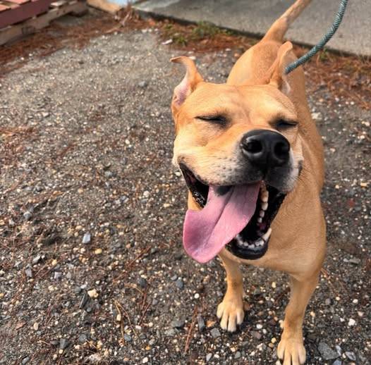 Heartbroken New Jersey shelter pleads for home for Piper, its longest waiting dog