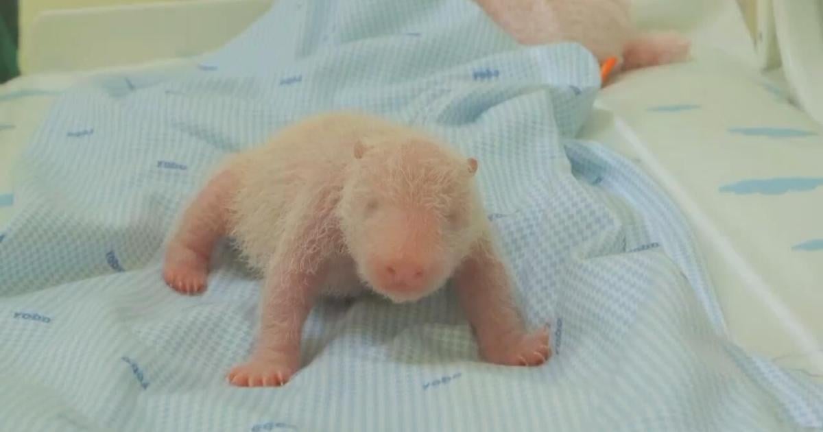 Java island zoo releases photos of the first panda cub born in Indonesia