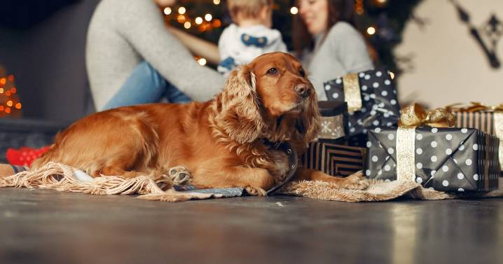 ¿Cómo cuidar a tus mascotas en Navidad?: riesgos, consejos y qué evitar en estas fiestas