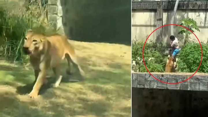 Video | Hombre muere tras ser atacado por una leona en un zoológico de Brasil