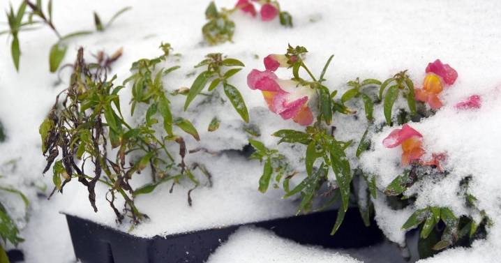 See snowfall records for Forsyth, Guilford NC counties