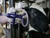 Royal Ulster Winter Fair cattle classes cancelled over bluetongue disease