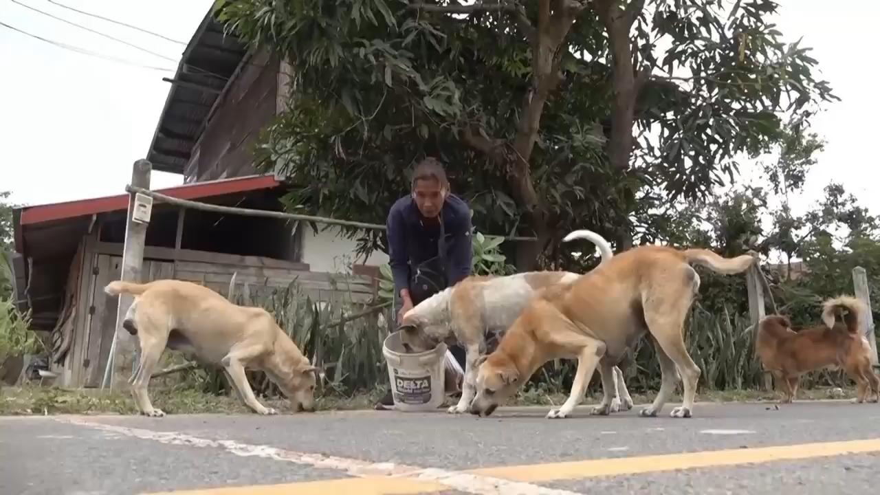 Thai villagers stay behind to feed animals and guard empty homes as border clashes force mass evacuations