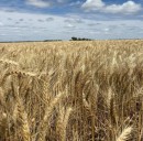 Más cosecha, menos retenciones: el agro termina el año con horizonte abierto