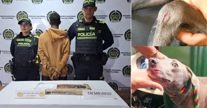 Perrito herido fue rescatado en Armenia; su agresor, un joven de 20 años, quedó capturado