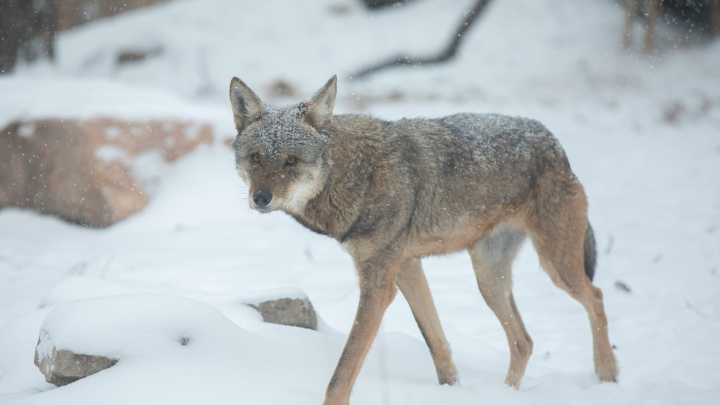 Sioux Falls zoo renovates habitat for world's most endangered wolf