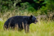 Pa. man bags ‘absolutely incredible’ black bear: ‘An unforgettable day’