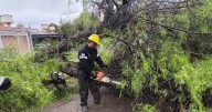 Lluvia caótica en Salta: 10 incidentes entre árboles, postes y calles