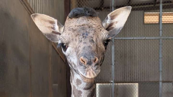 Phoenix Zoo has new baby giraffe who gets the zoomies daily. See video