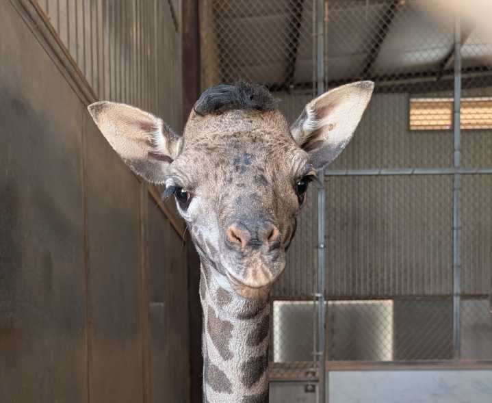 Phoenix Zoo announces baby giraffe