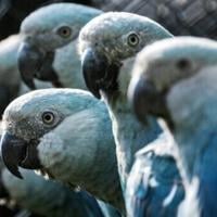 Brazil police probe plight of near-extinct blue parrot
