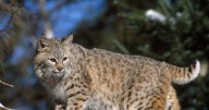 Bobcat trapping season ends early in Indiana, with 13 killed locally