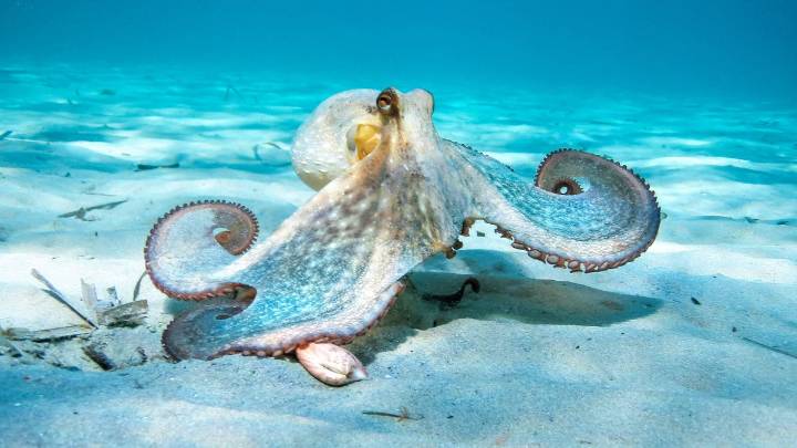 Scientists Develop an Octopus-Like 'Soft Robot' That Can Change Color