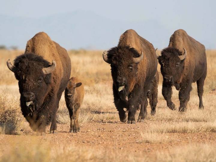 Regresa el bisonte a territorio ancestral en Cuatrociénegas, Coahuila