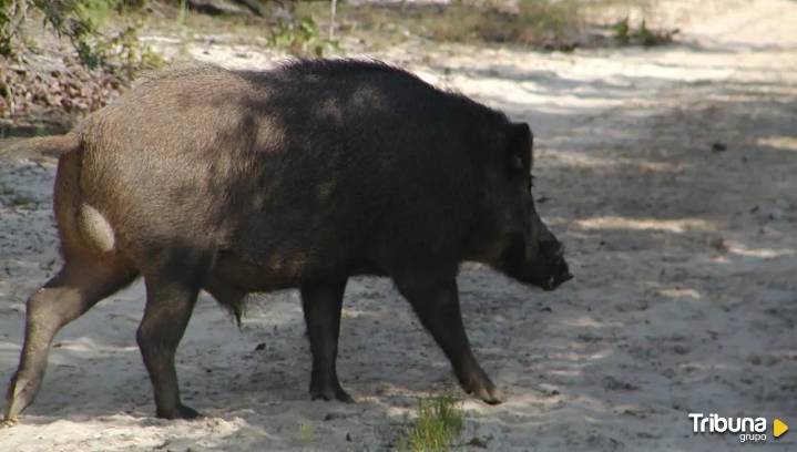 Proponen crear un censo de jabalíes para prevenir y controlar la peste porcina africana