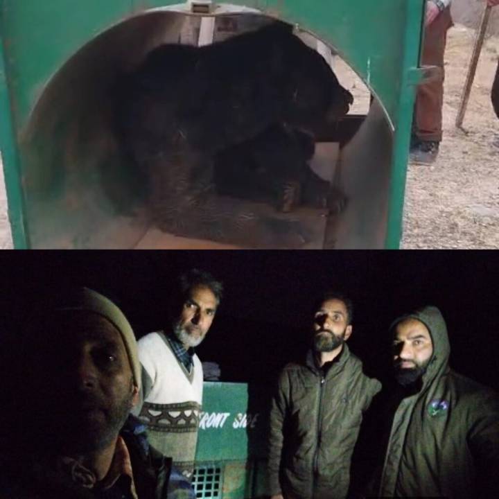 Wildlife Teams Capture Two Black Bears in Tral