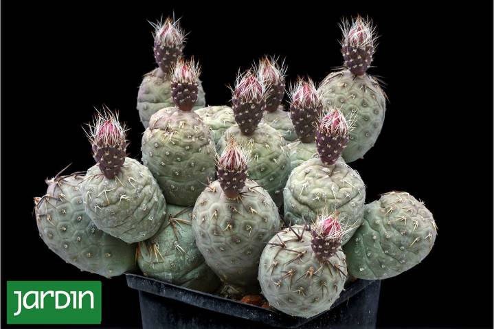 Raro, frágil, difícil de encontrar. El cactus argentino que arrasa entre los coleccionistas del mundo