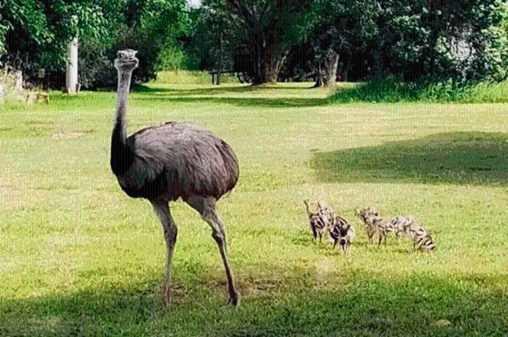Nacieron charitos de ñandú en una Reserva Natural entrerriana