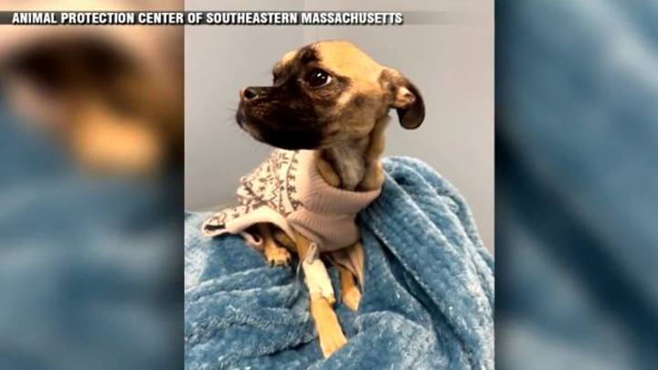 Taunton man facing cruelty charge as emaciated dog recovers at animal protection center