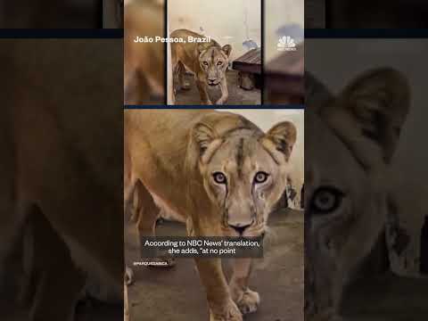 Man fatally mauled after entering lioness' enclosure