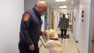 Accelerant-sniffing dog Jimmy helping Suffolk County fire marshals with arson investigations