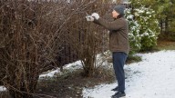 The Flowering Shrub You Should Prune In Winter For Full & Lush Spring Blooms