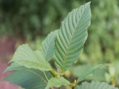 Ohio temporarily bans kratom-related products, permanent resolution pending