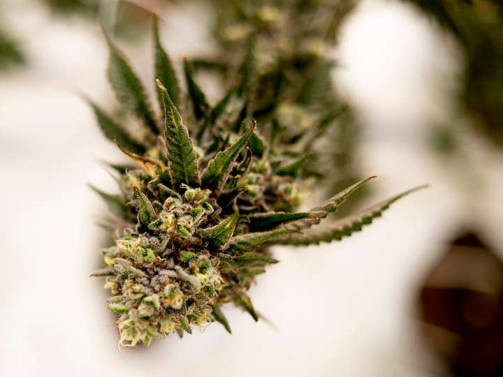 Court rejects attempt to block Michigan’s 24% marijuana tax