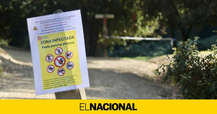 Los ecologistas se rebelan ante la gestión de Illa: niegan la "sobrepoblación" de jabalíes