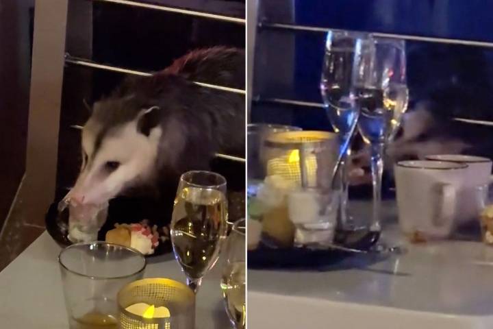 Opossum Crawls Onto Table of Disney World Guests in Wild Encounter Caught on Video (Exclusive)