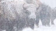 Buried In Snow, Yellowstone's Bison Have No Problems Weathering Winter